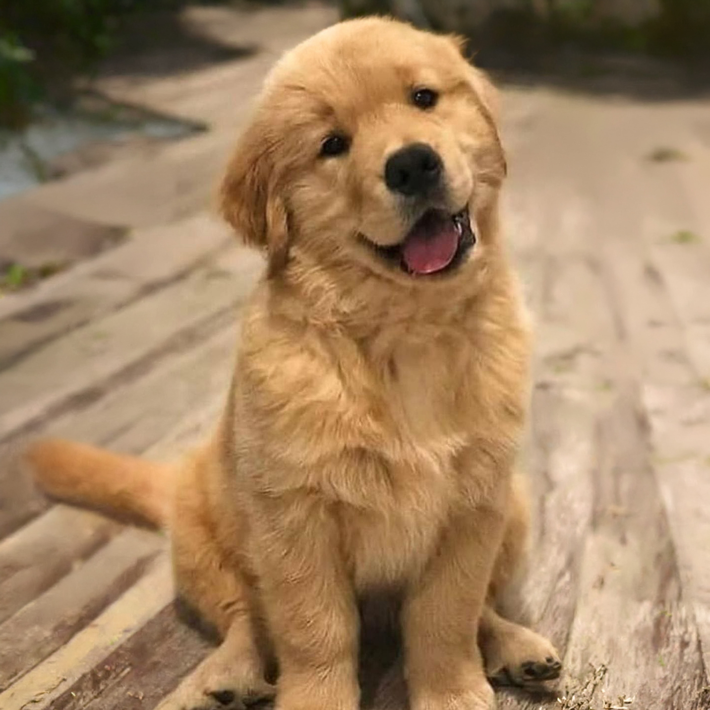 Golden Retriever